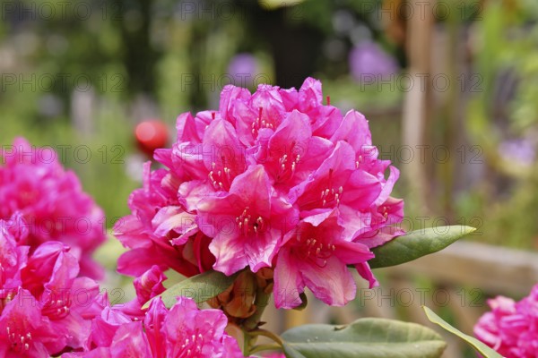 Rhododendron flowers (Rhododendron Homer), red flowers, in a garden, Wilndorf, Nordrehin-Westphalia, Germany