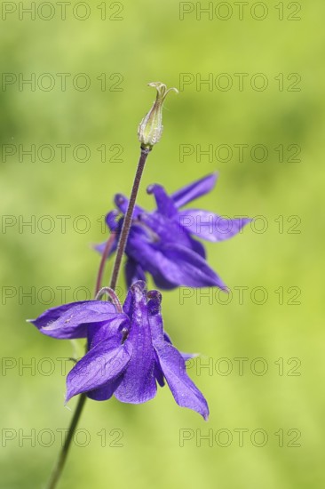 Common columbine (Aquilegia vulgaris), blue flower at the edge of the forest, Wilnsdorf, North Rhine-Westphalia, Germany