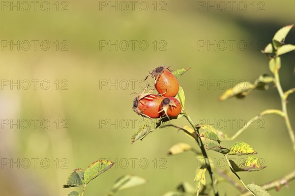 Ripe rose hip fruit of the dog rose (Rosa canina) on a branch, close-up, Wilnsdorf, North Rhine-Westphalia, Germany