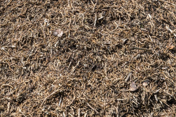 Construction of forest ants (Formica), Oberallgäu, Allgäu, Bavaria, Germany