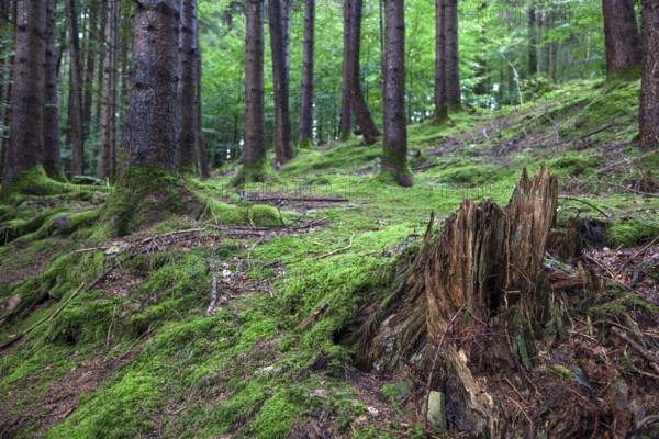 Forest soil covered with moss between trees, near Schöllang, Illertal, Oberallgäu, Allgäu, Bavaria, Germany
