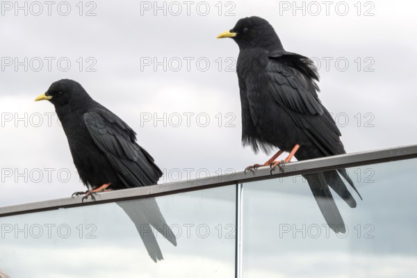 Alpine jackdaw (Pyrrhocorax graculus), Oberallgäu, Allgäu, Bavaria, Germany