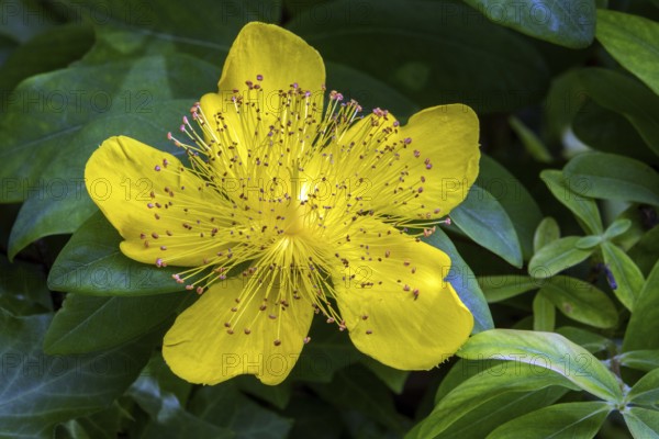 St. John's wort (Hypericum perforatum), flower, Baden-Württemberg, Germany