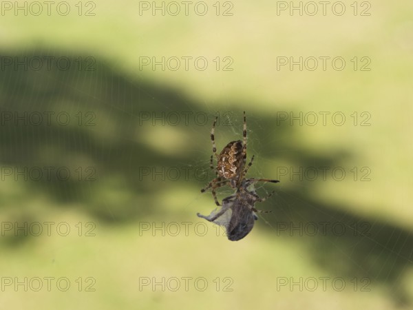 Garden spider (Araneus diadematus) with a spun insect, Sennestadt, Germany
