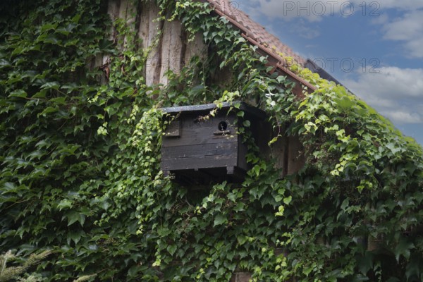 Hoopoe incubator (Upupa epops), over several years, Brandenburg, Germany