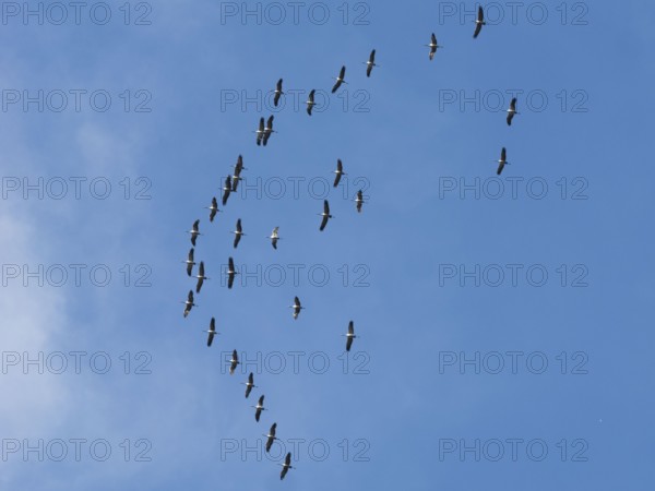 Crane (Grus grus) in flight, autumnal crane migration, migrating cranes, flight formation, Bielefeld, North Rhine-Westphalia, Germany