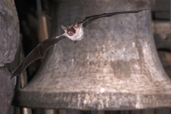 Big mouse ear (Myotis myotis), bat flying in front of church bell, Thuringia, Germany