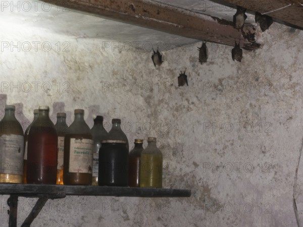 Small horseshoe nose (Rhinolophus hipposideros) hanging from the ceiling in the cellar, Thuringia, Germany