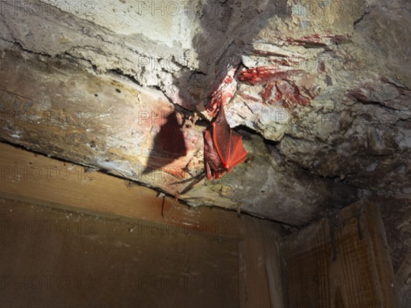 Small horseshoe nose (Rhinolophus hipposideros), sprayed with red paint, gross nonsense, punishable for animal cruelty, Thuringia, Germany
