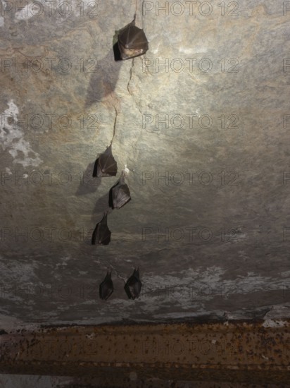 Small horseshoe nose (Rhinolophus hipposideros) hanging from the ceiling in the cellar, Thuringia, Germany