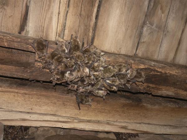 Large mouse ear (Myotis myotis) A group of bats hanging together in a cluster on a wooden ceiling in the attic, Thuringia, Germany