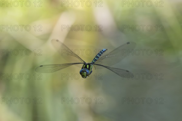 Blue-green mosaic maiden (Aeshna cyanea), dragonfly in flight, North Rhine-Westphalia, Germany