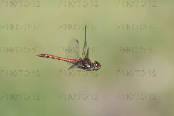 Blood-red heather (Sympetrum sanguineum), aerial view, Norrhine-Westphalia, Germany