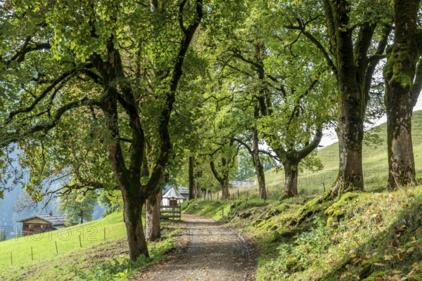 All with sycamore, Gerstruben, Oberstdorf, Allgäu Alps, Oberallgäu, Allgäu, Bavaria, Germany