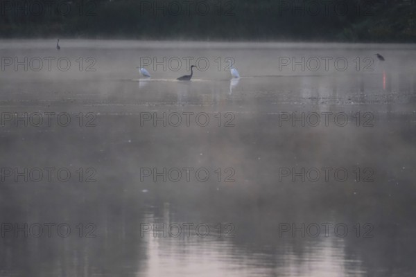 Morning in autumn at a lake with morning fog, Great Egret, Germany