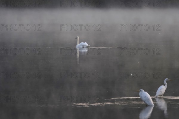 Morning in autumn at a lake with morning fog, great egret, swan, Germany
