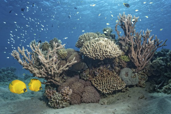 Pair of masked doctorfish (Chaetodon semilarvatus) in front of a small, intact coral reef with sailfin doctor (Zebrasoma desjardinii), in the back fish shoal, Red Sea, Marsa Alam, Egypt