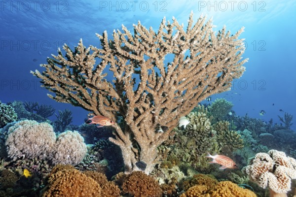 Intact coral reef with Xenia coral, white, brown, large Acropora coral (Acropora), tiara hussar (Sargocentron diadema) hiding under Agropora hard coral (Agropora), Red Sea, Marsa Alam, Egypt