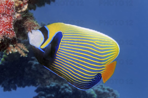 Emperor angelfish (Pomacanthus imperator) swims across coral reef, Red Sea, Marsa Alam, Egypt