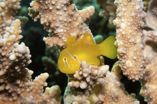 Lemon ground (Gobiodon citrinus) hiding in Agropora coral (Agropora), Yellow, Red Sea, Port Safaga, Egypt