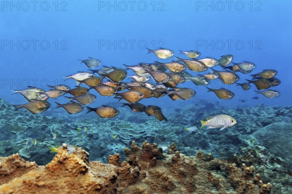 Swarm hatchfish (Pemperis sp.), in open water, China wreck, Arabian Sea, Indian Ocean, Mirbat, near Salala, Dhofar Governorate, Oman
