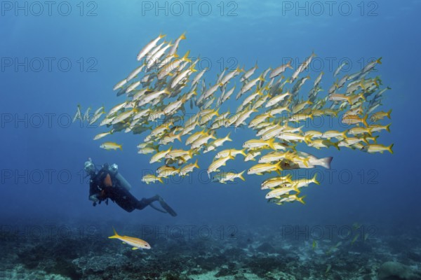 Diver observes Sharm large school barbel, also yellowfin barbel (Mulloidichthys vanicolensis), Arabian Sea, Indian Ocean, Mirbat, near Salala, Dhofar Governorate, Oman
