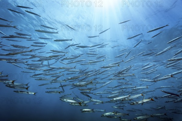 Swarm of bigeye barracuda (Spyraena fosterie) China wreck, Arabian Sea, Indian Ocean, Mirbat, near Salala, Dhofar Governorate, Oman