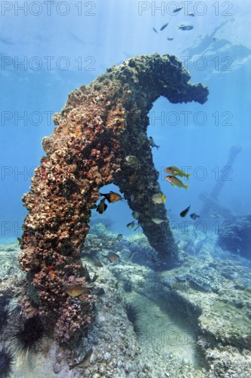 Thickly covered with barnacles (Balanidae), anchor, China wreck, Arabian Sea, Indian Ocean, Mirbat, near Salala, Dhofar Governorate, Oman