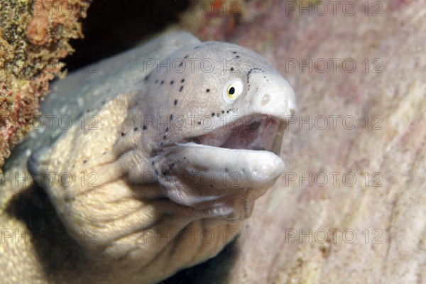 Grey moray eel (Gymnothorax griseus) looks out of hiding place, Arabian Sea, Indian Ocean, Salala, Dhofar Governorate, Oman