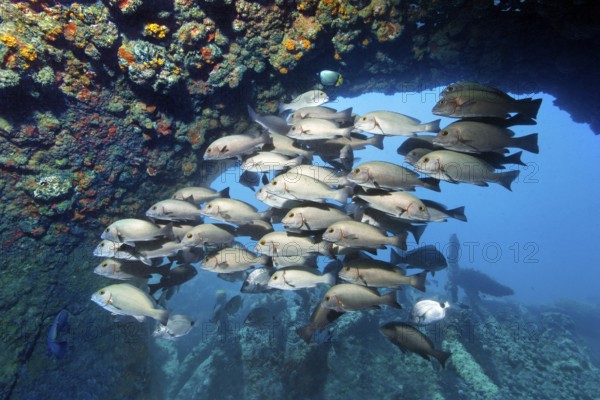 Swarm of young bicolor sweet lip, giant sweet lip, (Plectorhinchus albovittatus) seeking shelter in wreck, China wreck, Arabian Sea, Indian Ocean, Mirbat, near Salala, Dhofar Governorate, Oman