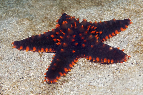 Unidentified species, starfish (Echinodermta), Arabian Sea, Indian Ocean, Salalah, Dhofar Governorate, Oman