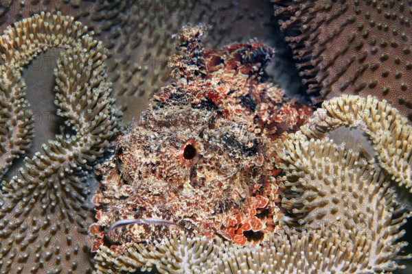 Bearded dragon head (Scorpaeninae) lies well camouflaged in leather coral, Arabian Sea, Indian Ocean, Salala, Dhofar Governorate, Oman