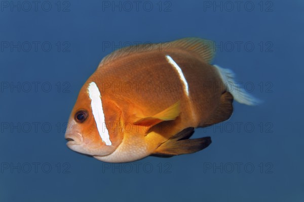 Oman anemonefish (Amphiprion omaninsis), Arabian Sea, Indian Ocean, Salalah, Dhofar Governorate, Oman