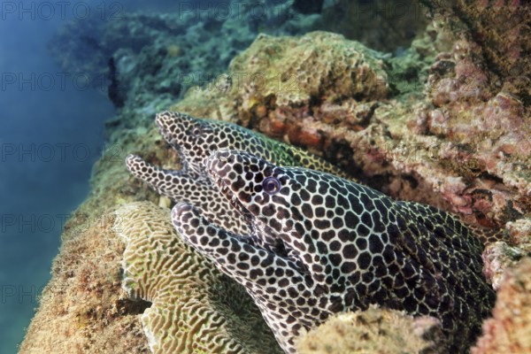 Two web moray eels (Gymnothorax favagineus), China wreck, Arabian Sea, Indian Ocean, Mirbat, near Salala, Dhofar Governorate, Oman
