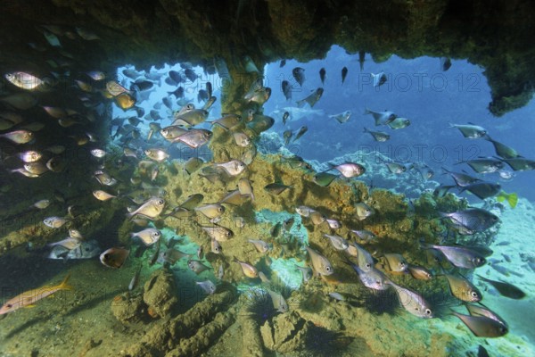 Swarm hatchfish (Pemperis sp.), seeking shelter in the wreckChina wreck, Arabian Sea, Indian Ocean, Mirbat, near Salala, Dhofar Governorate, Oman