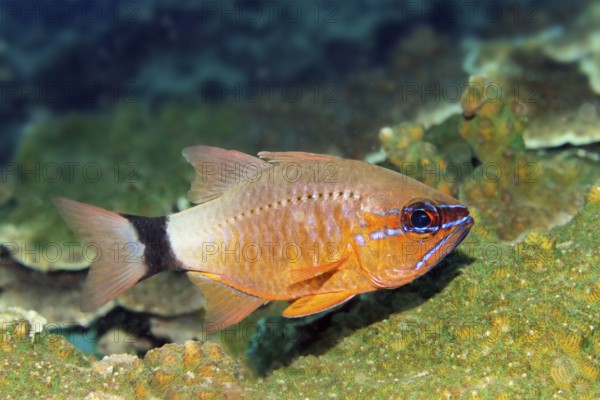 Blackband cardinalfish (Apogon aureus), Arabian Sea, Indian Ocean, Salalah, Dhofar Governorate, Oman