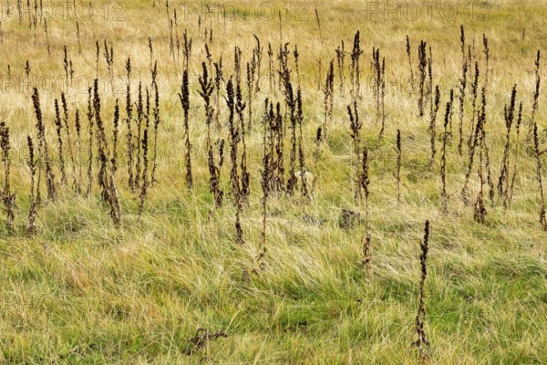 Brown-colored grass with dead plant stems, Oberallgäu, Allgäu, Bavaria, Germany