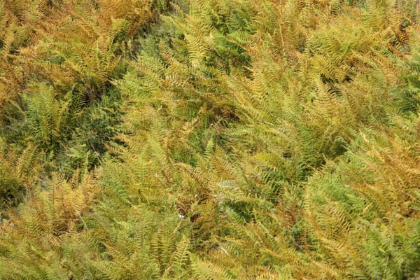 Autumn-colored fern, Oberallgäu, Allgäu, Bavaria, Germany
