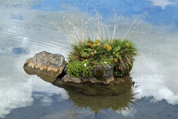 Small rock covered with plants in Schlappoldsee, Fellhorn, Oberstdorf, Oberallgäu, Allgäu, Bavaria, Germany