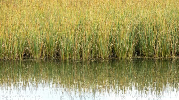 Reeds are reflected in Schlappoldsee, Felllhorn, Oberstdorf, Oberallgäu, Allgäu, Bavaria, Germany