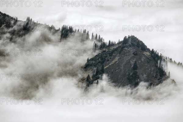 Ridge with conifers sticking out of fog, Allgäu Alps, near Oberstdorf, Oberallgäu, Allgäu, Bavaria, Germany