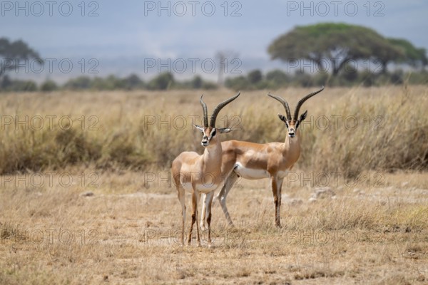 Southern Grant Gazelle (Nanger granti), two adult males, Amboseli National Park, Rift Valley Province, Kenya