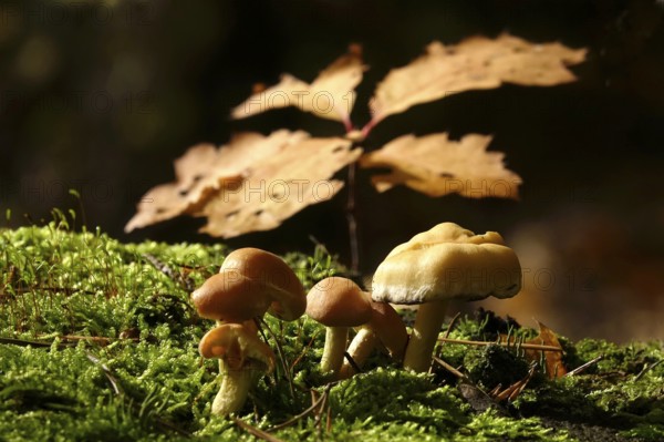Autumn time, mushrooms in the forest, October, Germany