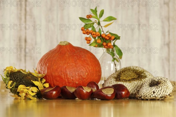 Autumn still life with pumpkin, sunflowers, chestnuts, October, Germany