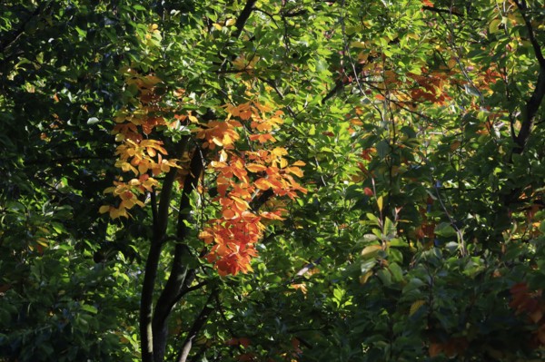 Autumn leaves, October, Germany