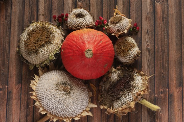 Autumn still life with pumpkin, sunflowers, October, Germany