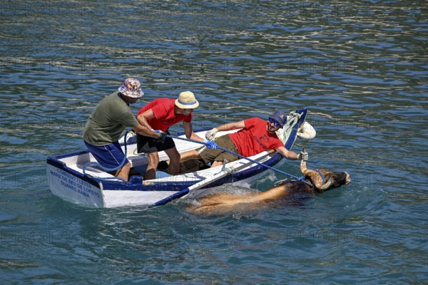 A bull is brought ashore by boat, Bous a la Mar, in English bulls in the sea, bullfighting, Javea or Xàbia, Alicante province, Comunidad Valenciana, Spain