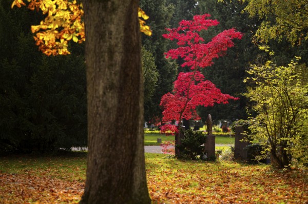 Maple, maple tree, red, autumn leaves, leaves, main cemetery, autumn, autumn, Stuttgart, Baden-Württemberg, Germany