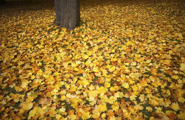 Autumn leaves, leaves, tree trunk, main cemetery, autumn, autumn, autumn mood, Stuttgart, Baden-Württemberg, Germany