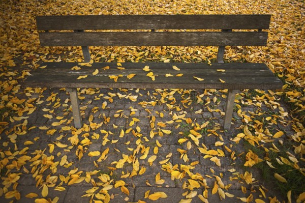 Park bench, bench, full autumn leaves, leaves, main cemetery, autumn, autumn, autumn atmosphere, Stuttgart, Baden-Württemberg, Germany